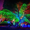 Psychedelic Tree of Life